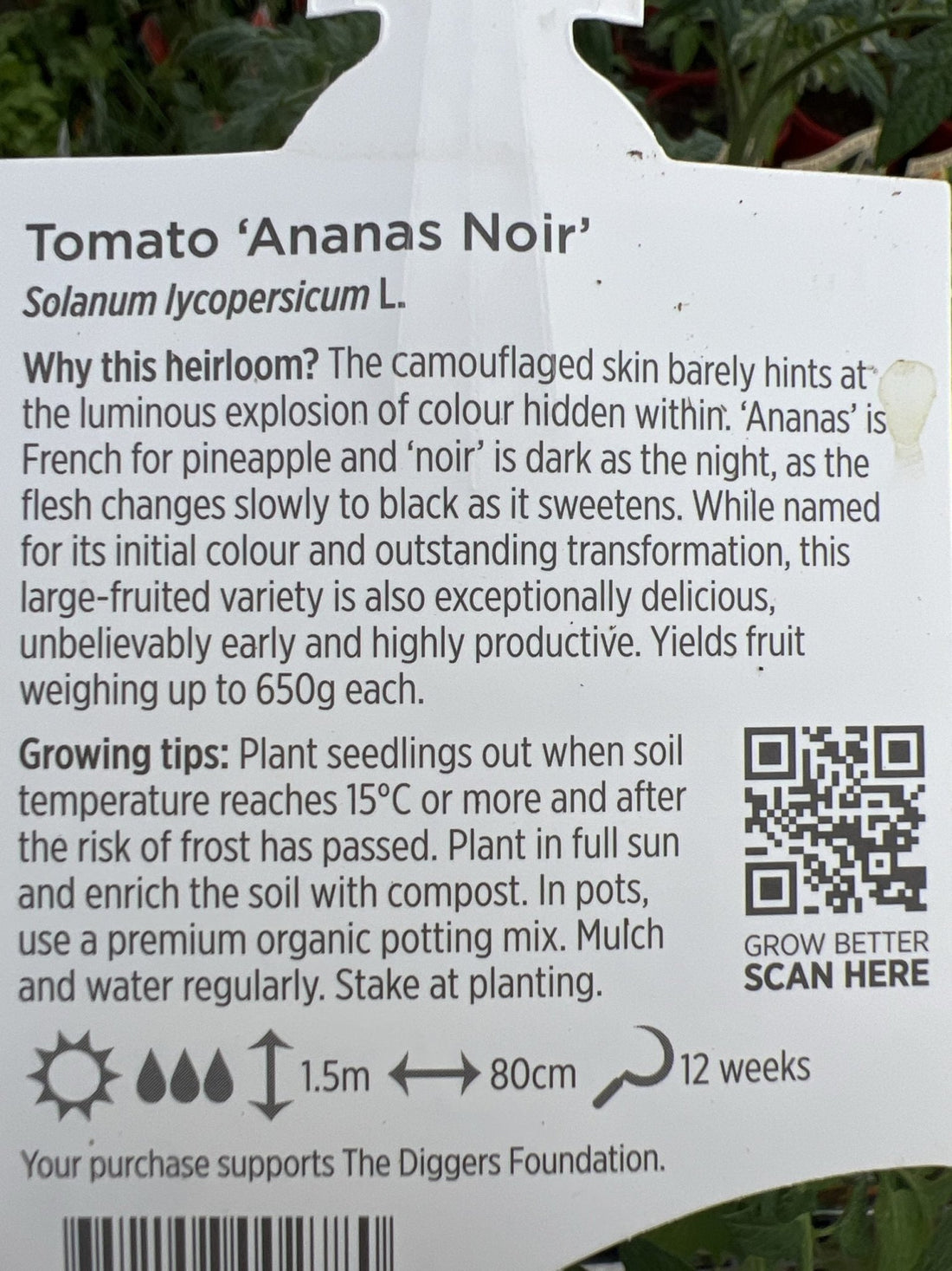 Tomato 'Ananas Noir' - Ladybird Nursery