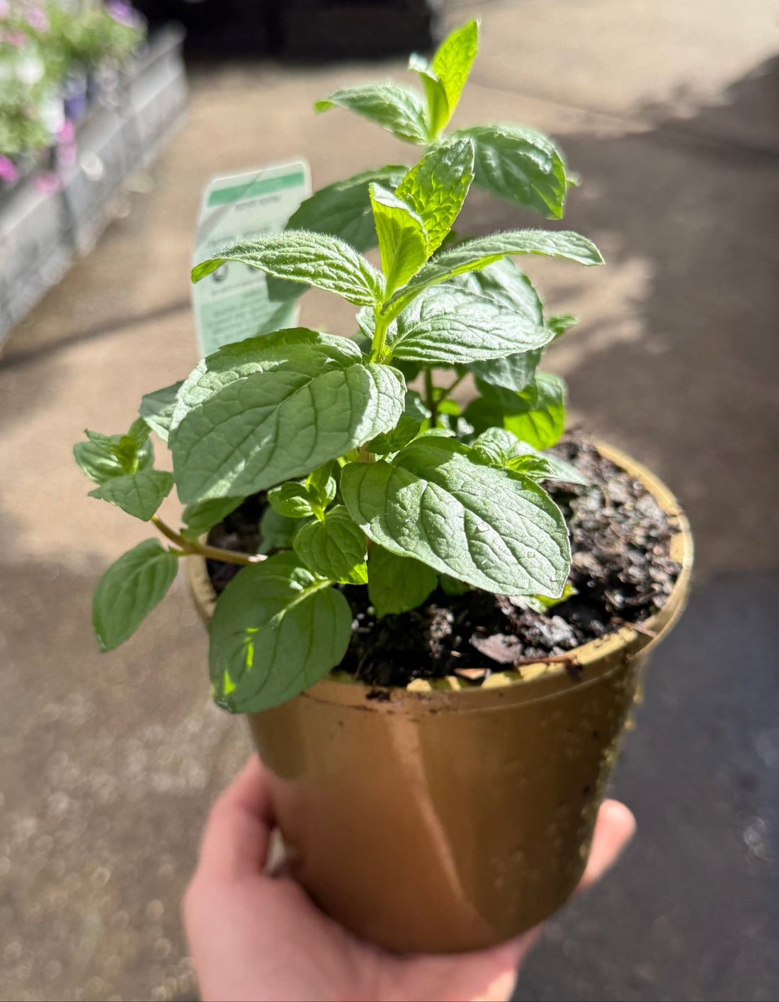 Peppermint - Ladybird Nursery