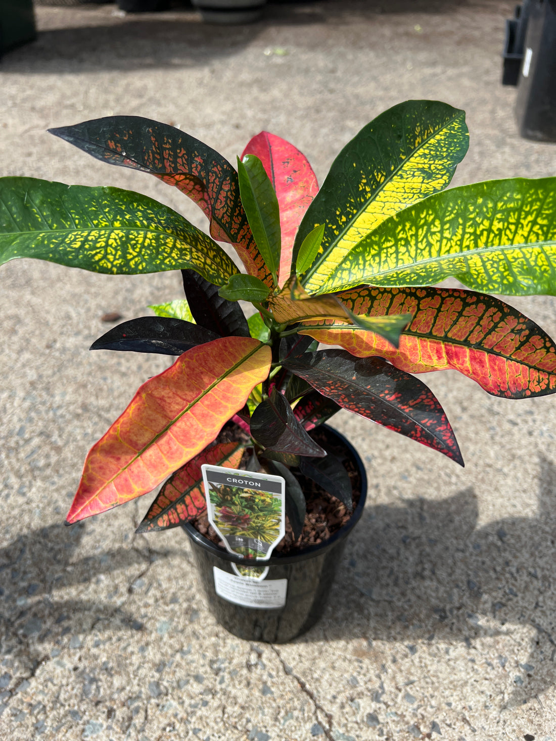 Croton 'Apple Blossom'