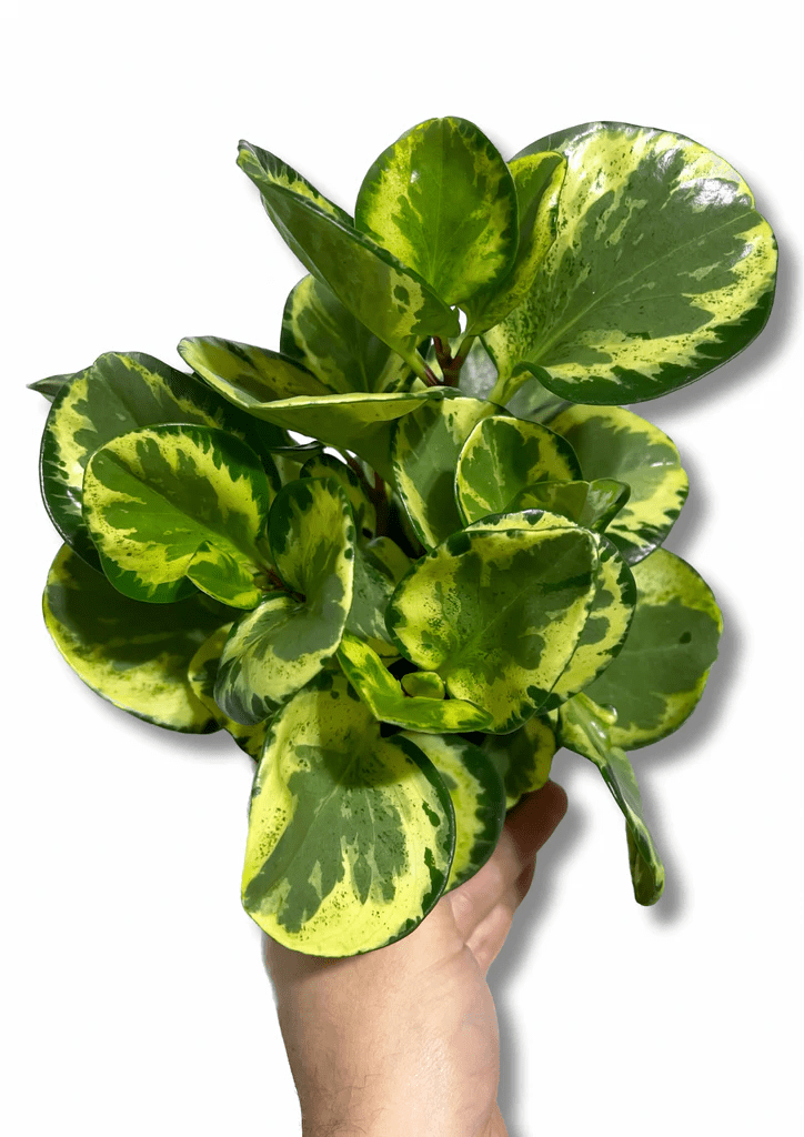 Peperomia Magnoliifolia Green and Gold (Peperomia) - Ladybird Nursery