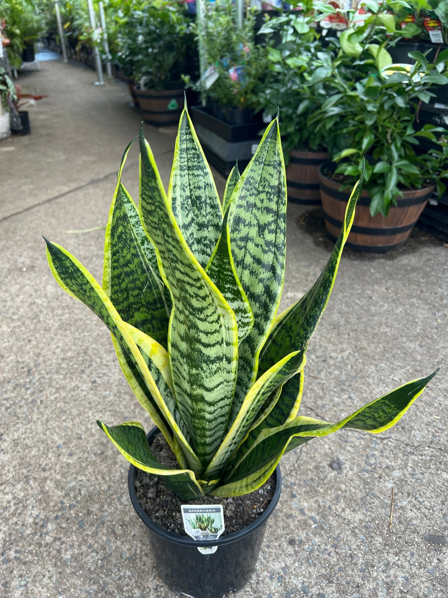 Sansevieria 'Supurba' - Ladybird Nursery