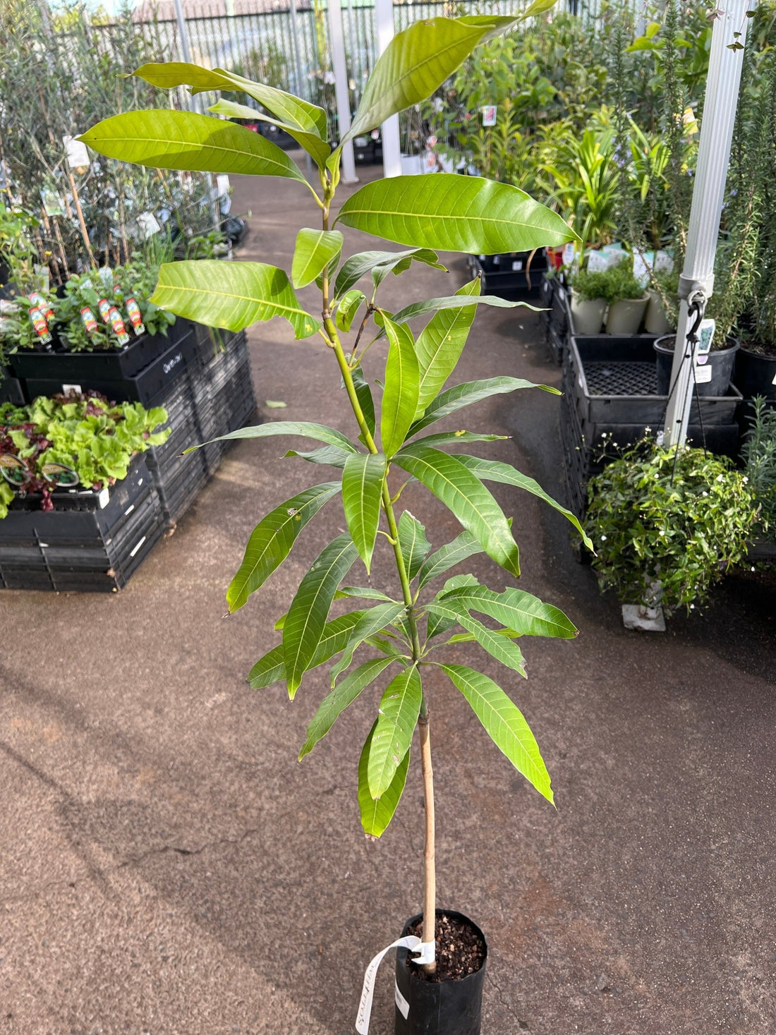 Mango 'Banganapalli' - Ladybird Nursery