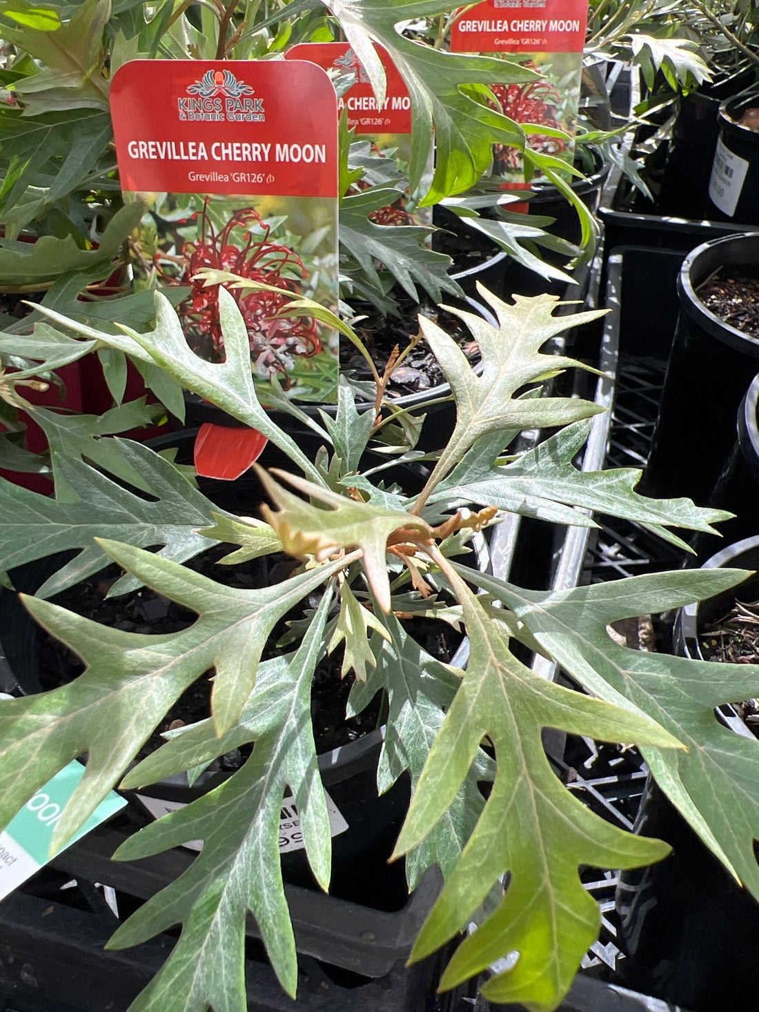 Grevillea 'Cherry Moon' - Ladybird Nursery