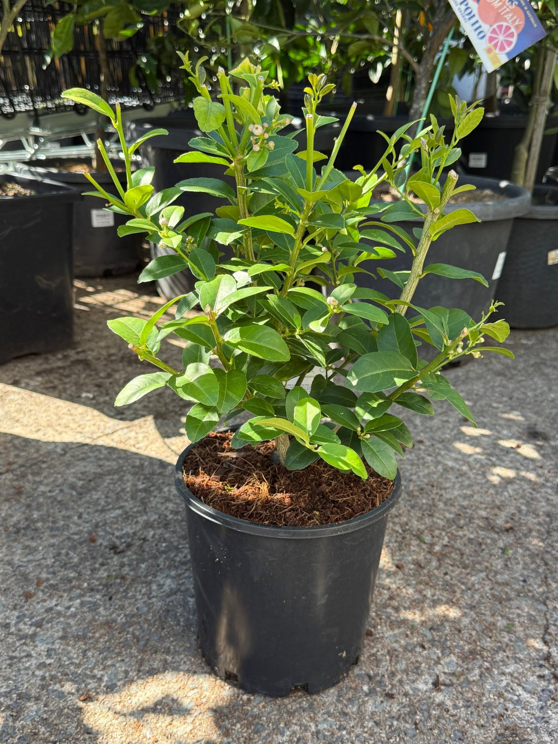 Dwarf Lime 'Sublime' (QLD Only) - Ladybird Nursery