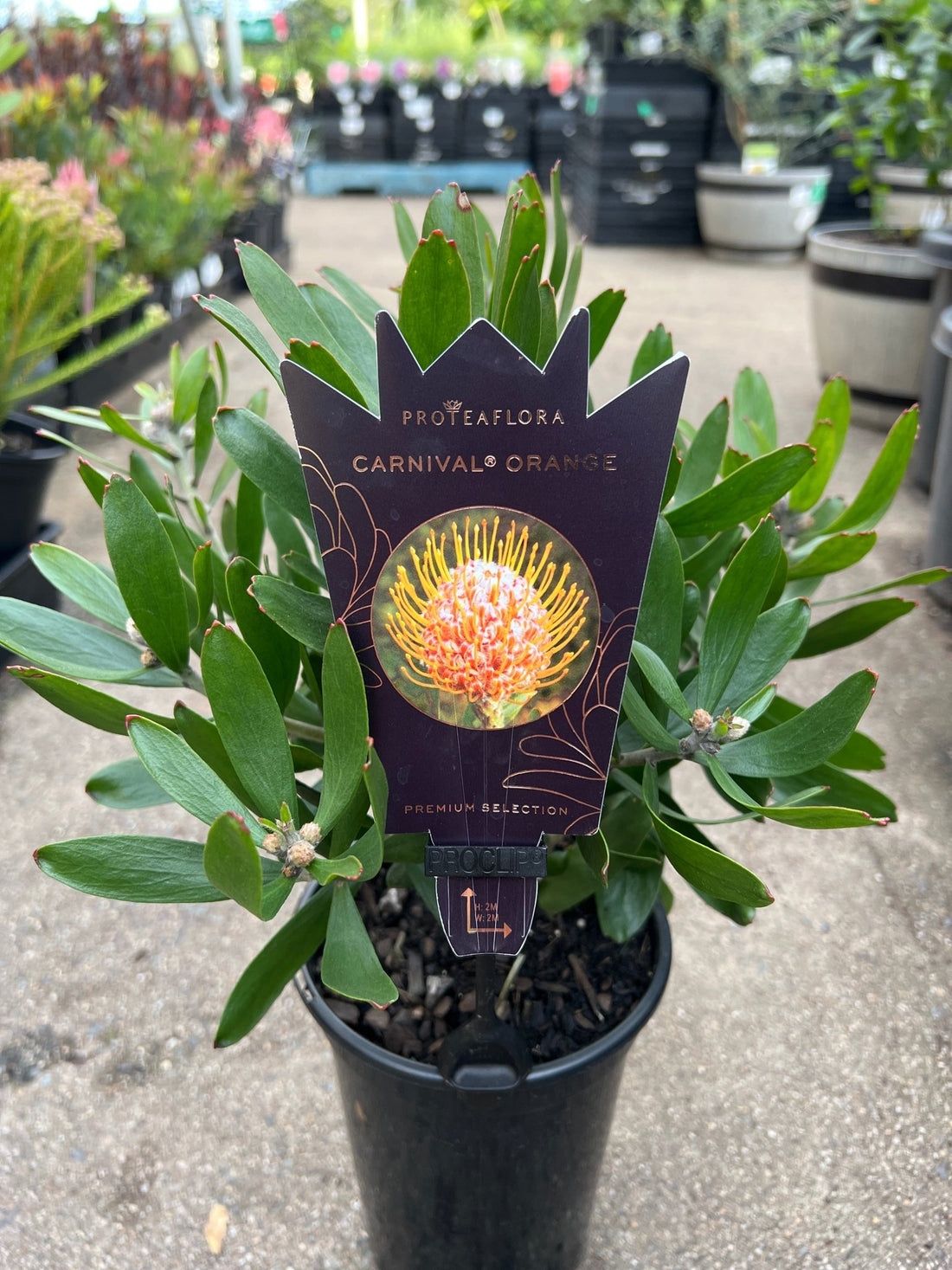 Leucospermum 'Carnival Orange' - Ladybird Nursery