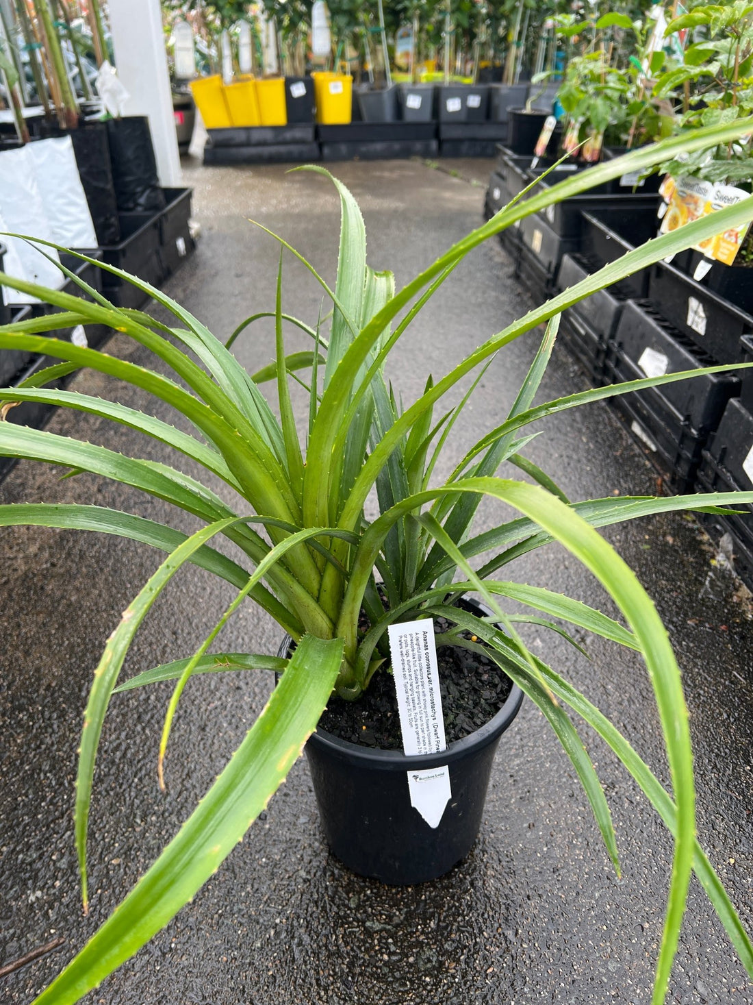 Dwarf Pineapple (Ananas) - Ladybird Nursery