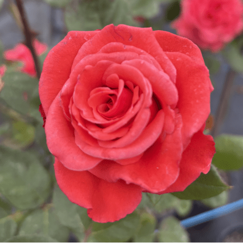 Rose ‘Ilona’ (Bareroot) - Ladybird Nursery