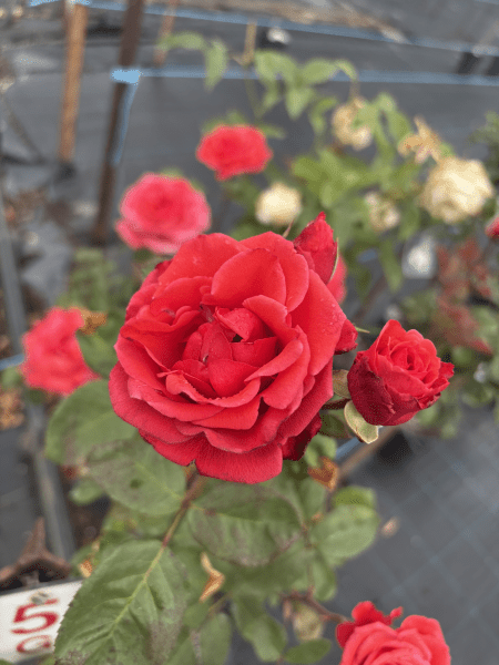 Rose ‘Ilona’ (Bareroot) - Ladybird Nursery