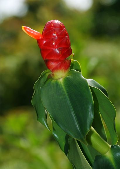 Indian Head Ginger Pink Indianhead (Costus spiralis) - Ladybird Nursery