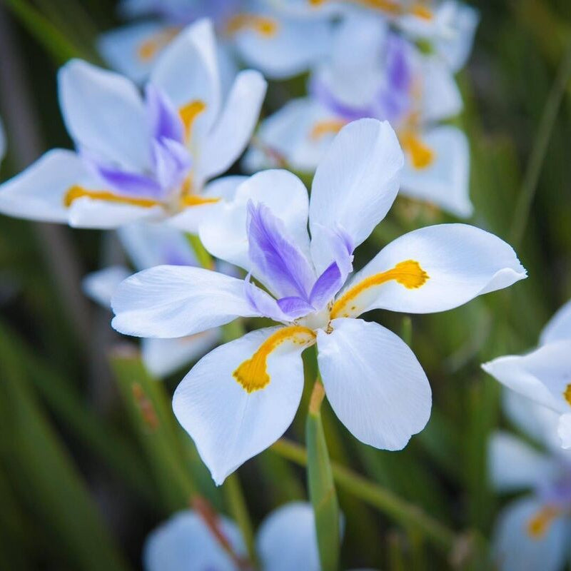 Fortnight Lily White Tiger (Dietes iridioides) - Ladybird Nursery