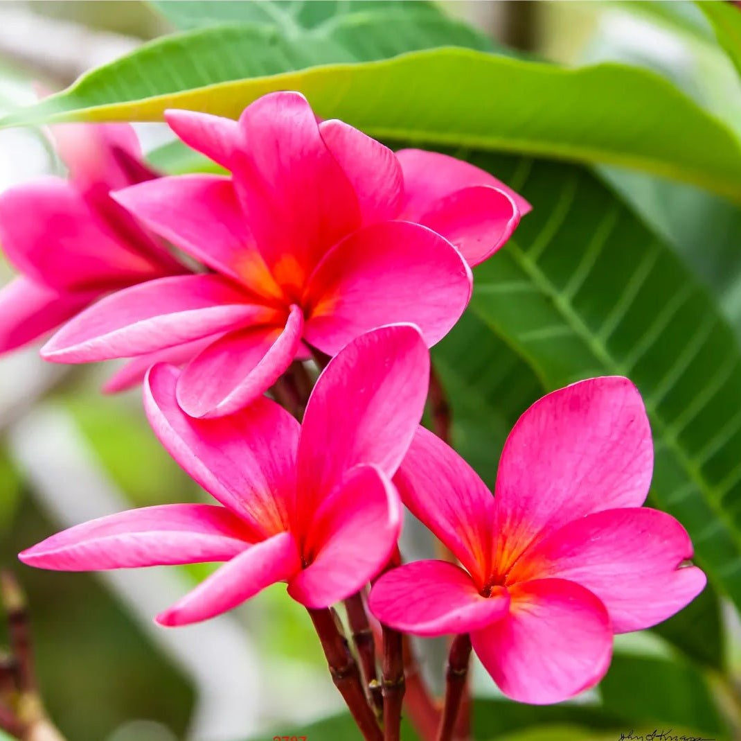 Frangipani Hot Pink (Plumeria rubra) - Ladybird Nursery