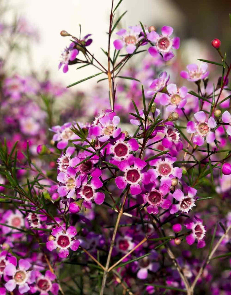 Geraldton Wax Raspberry Ripple (Chamelaucium) - Ladybird Nursery