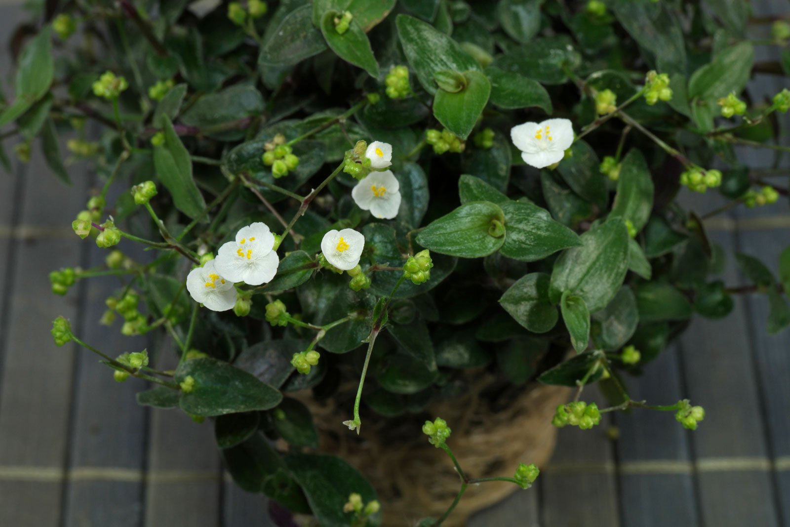 Gibasis geniculata Tahitian Bridal Veil hanging basket - Ladybird Nursery