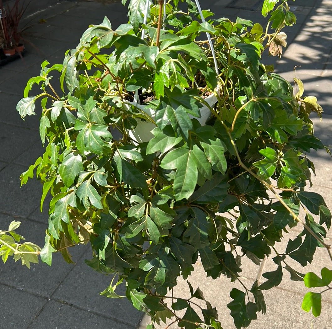 Grape Ivy Ellen Danica (Cissus rhombifolia) - Ladybird Nursery