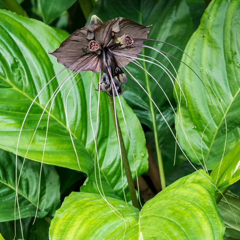 Black Bat Plant (Tacca chantrieri) - Ladybird Nursery