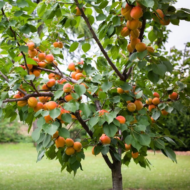 2 - way Apricot 'Early Moorpark + Trevatt' - Ladybird Nursery