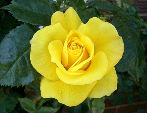 Rose Friesia 3 ft Standards (Rosa) - Ladybird Nursery