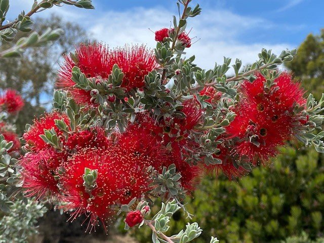 Scarlet Kunzea (Kunzea pulchella) - Ladybird Nursery