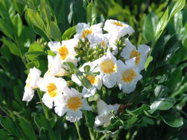 Radermachera Summerscent ™ - Ladybird Nursery