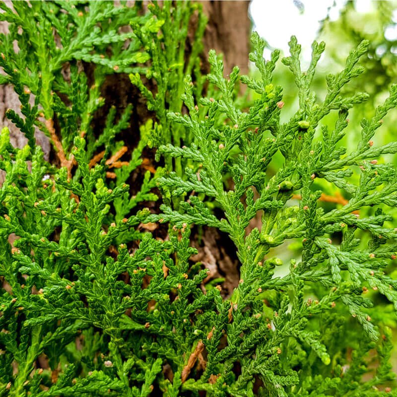Chinese Juniper media Dandelight (Juniperus x) - Ladybird Nursery