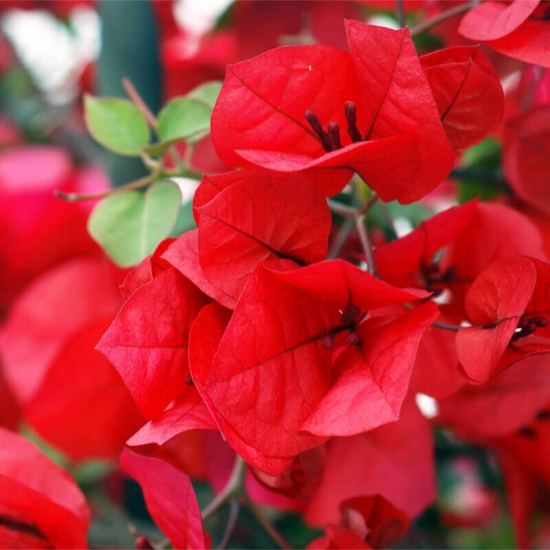 Bougainvillea Red Dragon™ Pretty Purple (Bougainvillea Red) - Ladybird Nursery