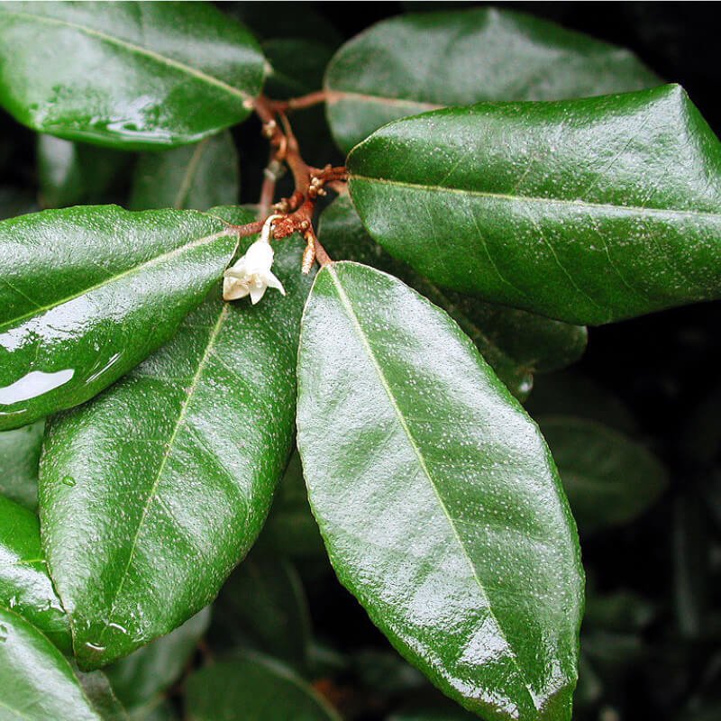 Ebbings Silverberry ebbingei (Elaeagnus x.) - Ladybird Nursery