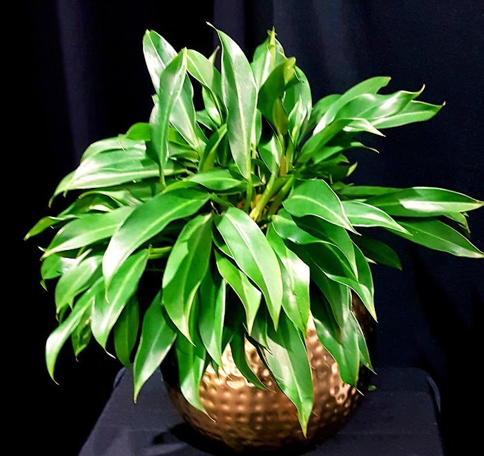 Philodendron Little Phil™ Plant – Buy Now! – Ladybird Nursery