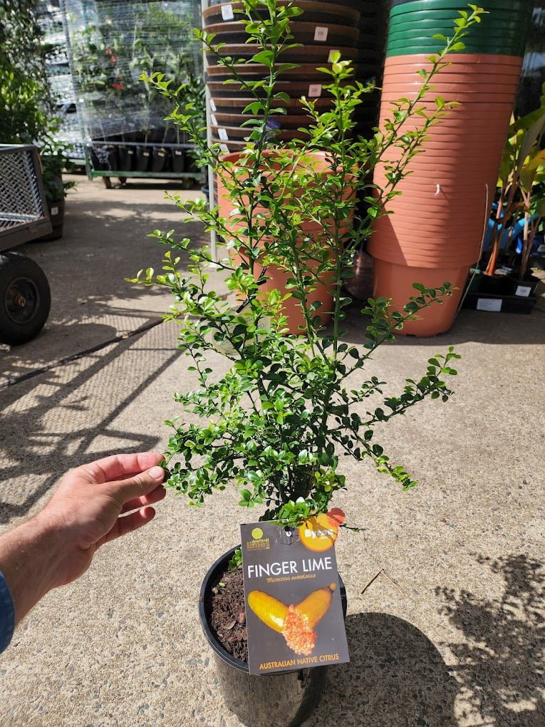 Byron Sunrise Finger Lime (QLD Only) - Ladybird Nursery