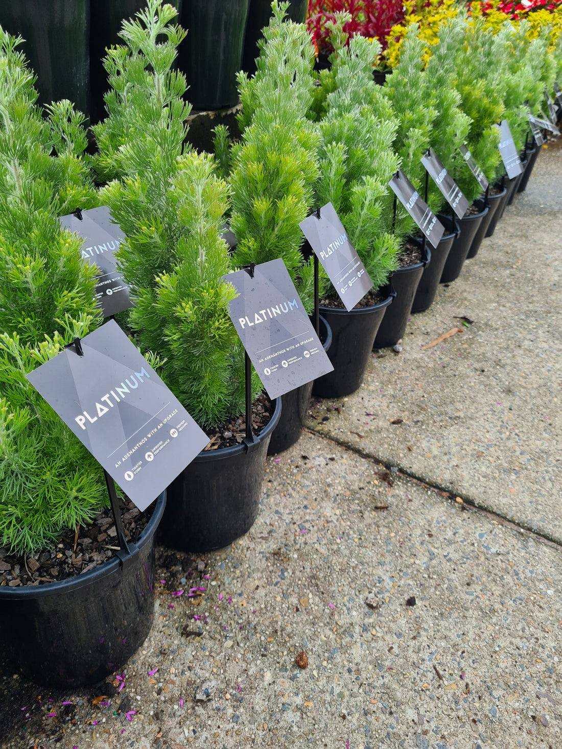 Woolly Bush 'Platinum' (Adenanthos sericeus) - Ladybird Nursery