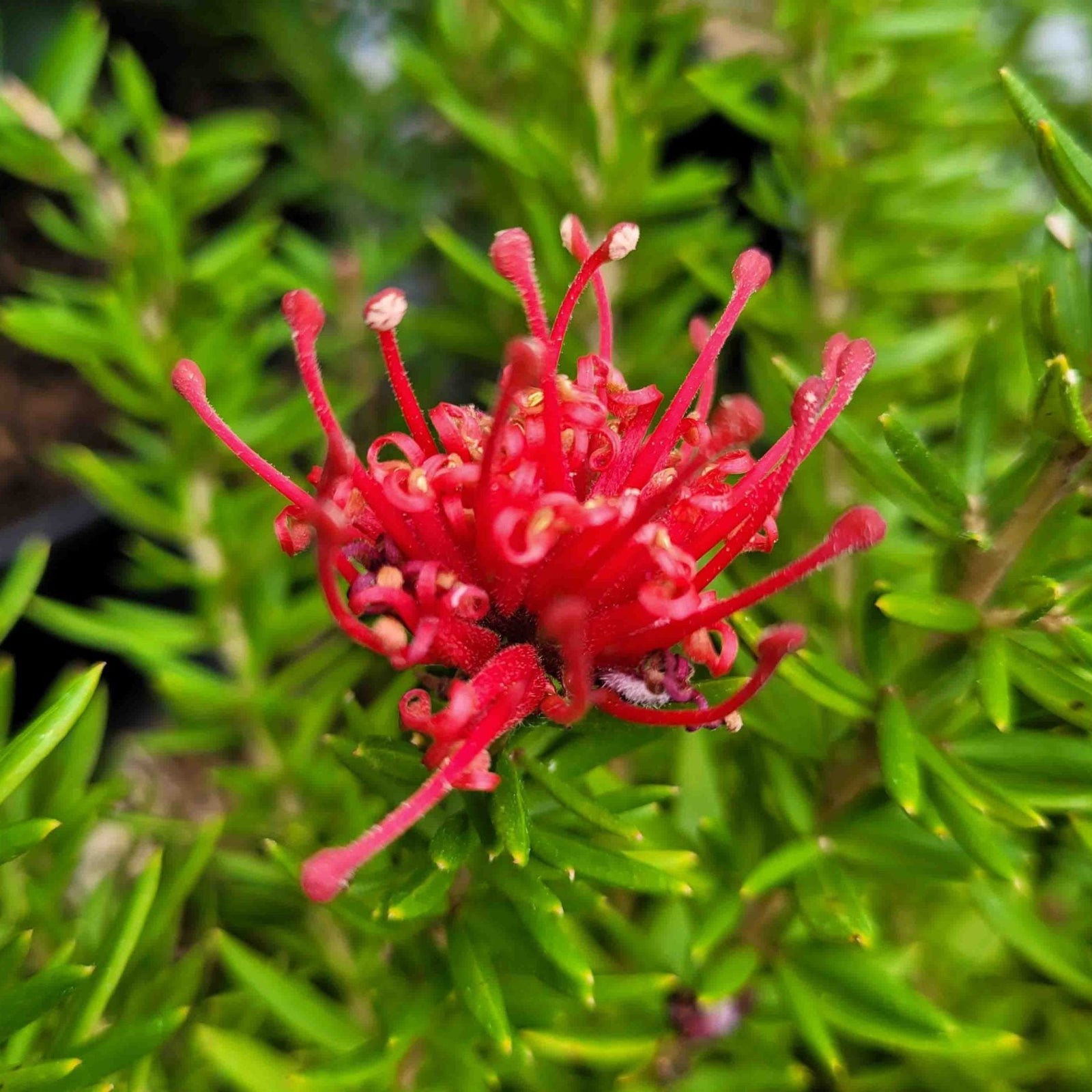 Grevillea 'New Blood' - Ladybird Nursery
