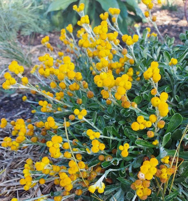 Yellow Buttons (Chrysocephalum apiculatum) - Ladybird Nursery