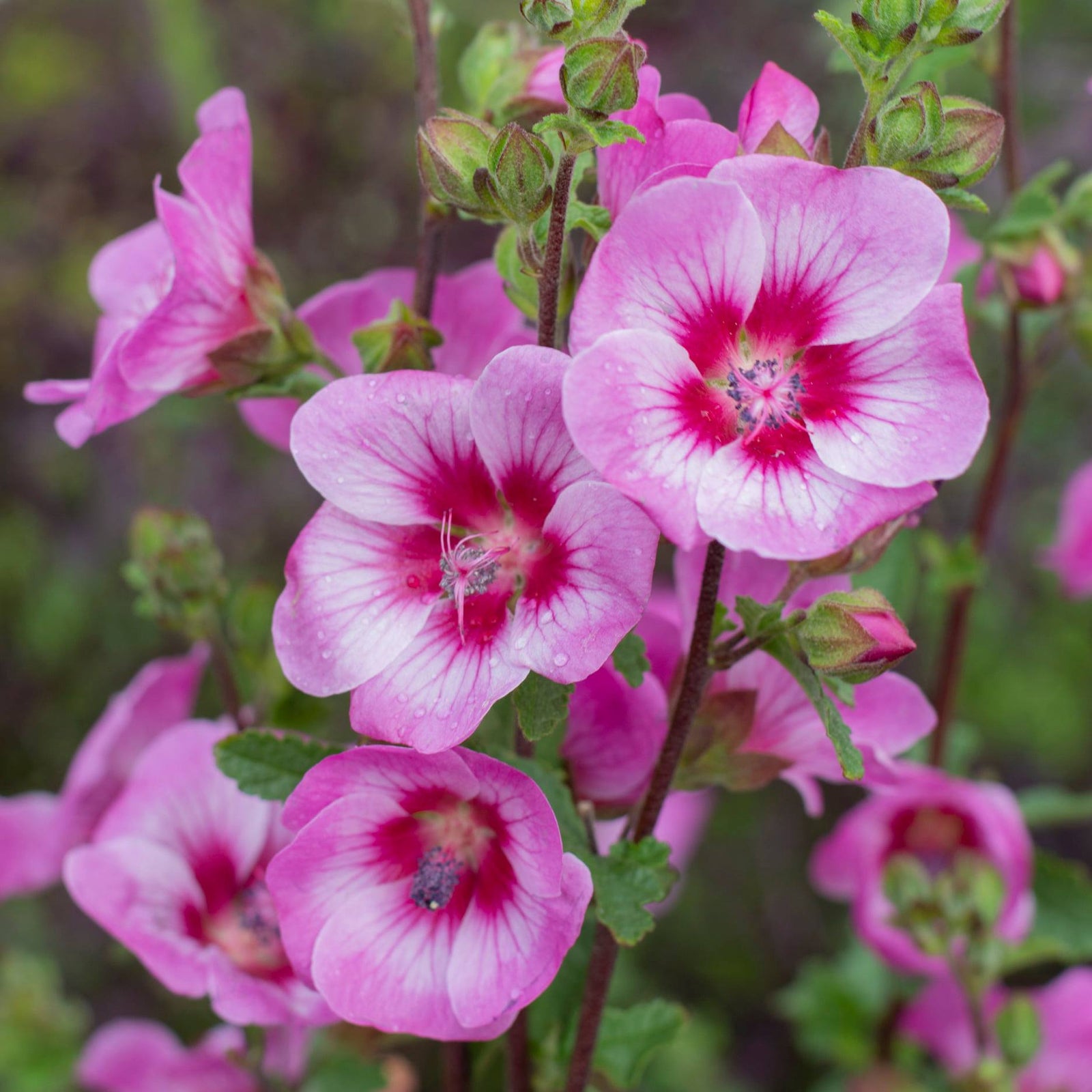 African Rose Dayo (Anisodontea African) - Ladybird Nursery