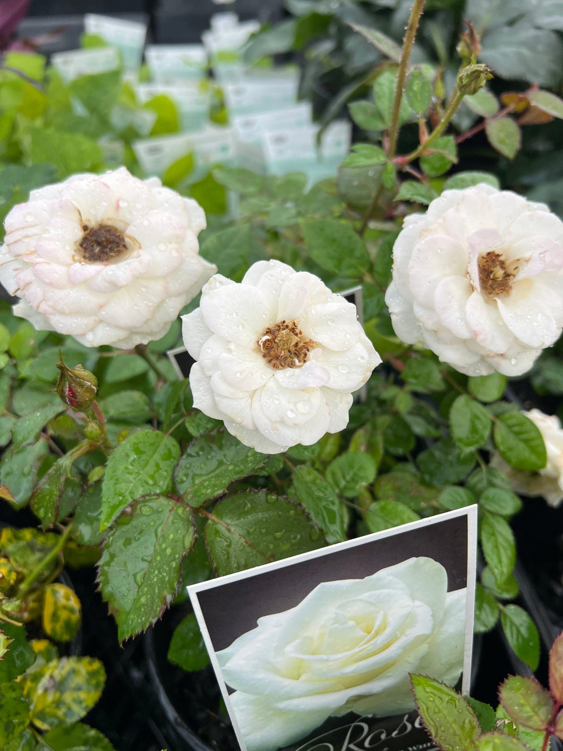 Rose Terrazza® Clear (Rosa) - Ladybird Nursery