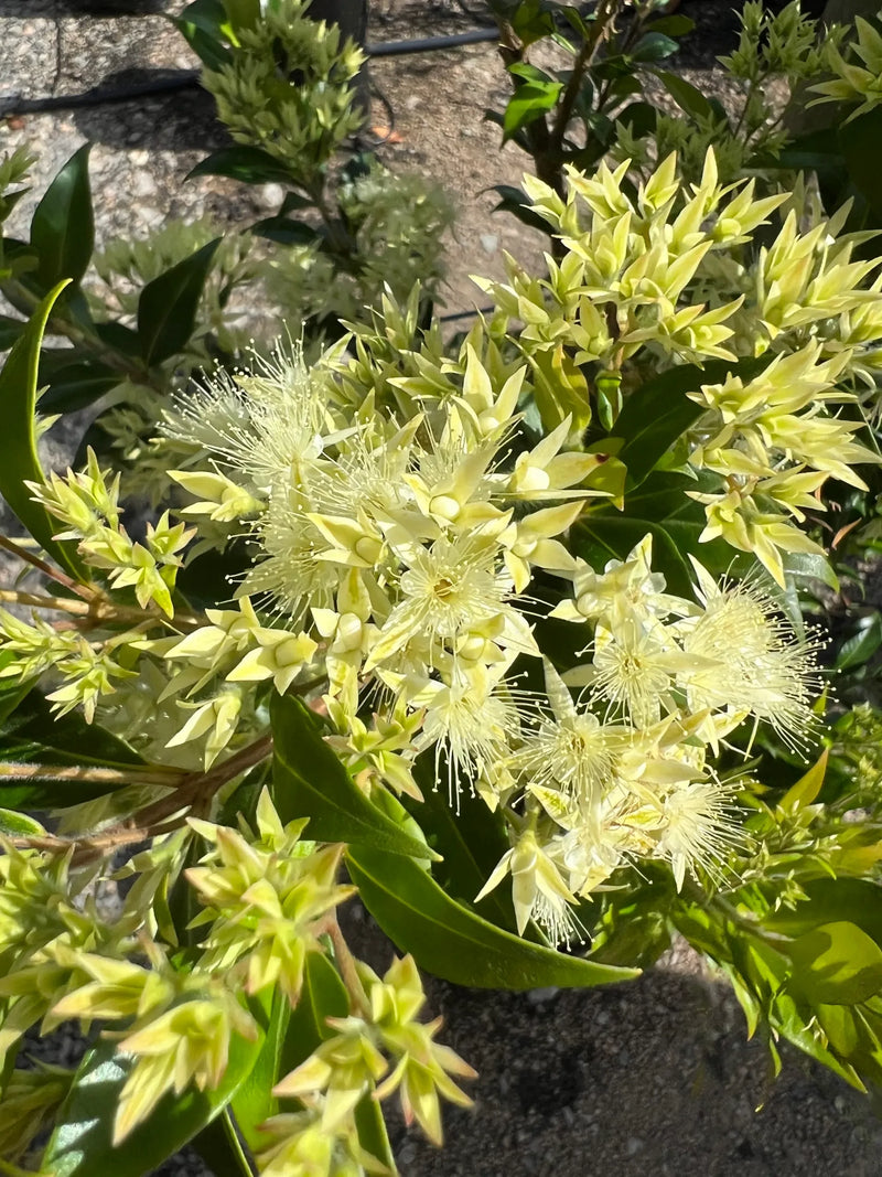 Cinnamon Myrtle (Backhousia myrtifolia)