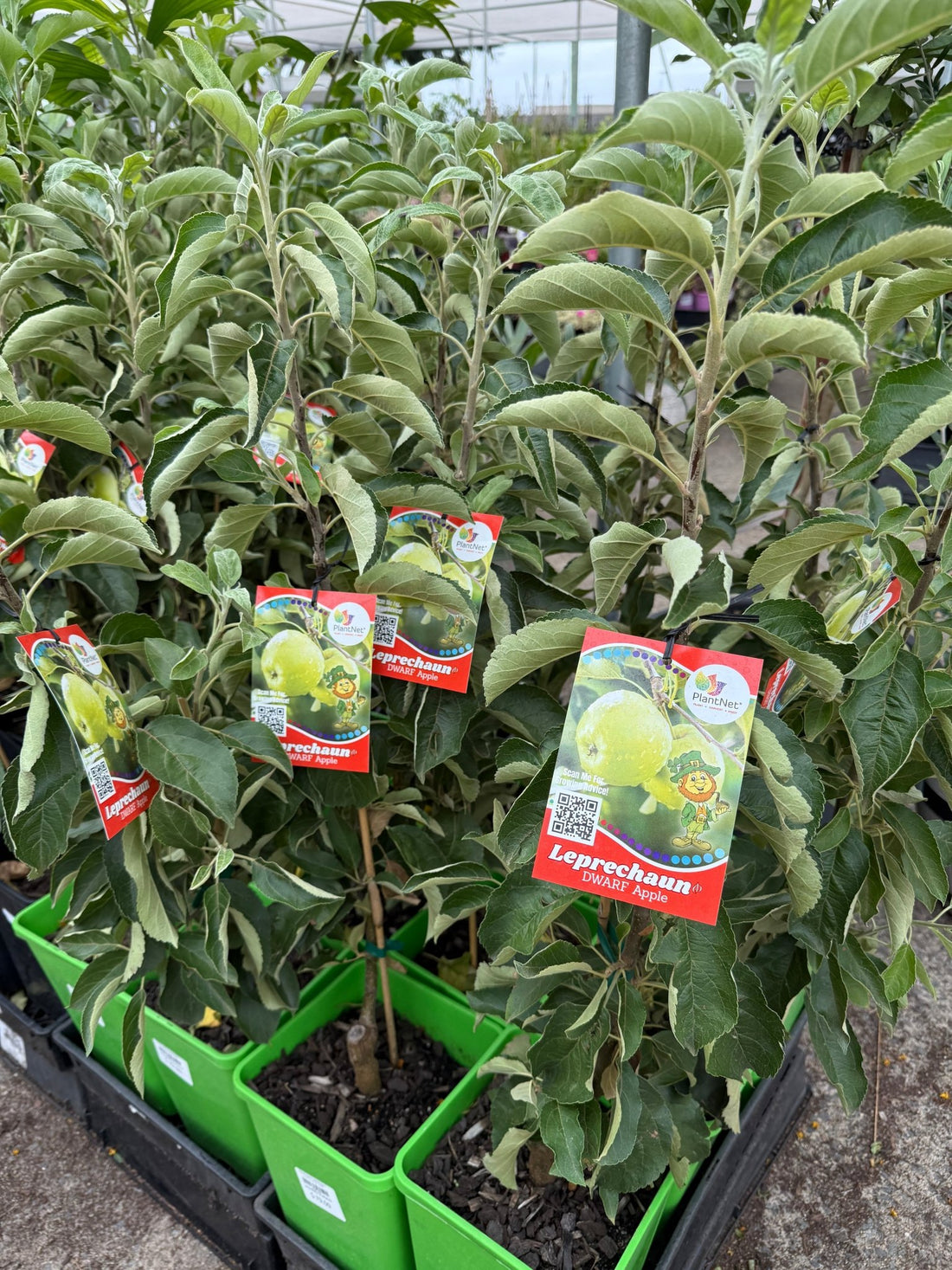 Dwarf Apple Leprechaun Granny Smith PBR - Ladybird Nursery