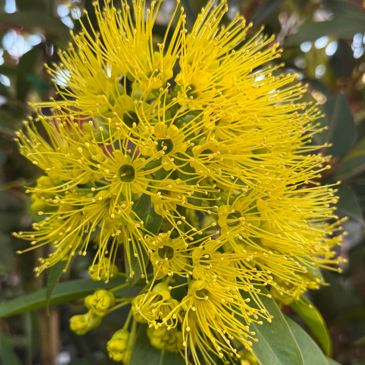 Golden Penda 'Fairhill Gold' (Xanthostemon chrysanthus) - Ladybird Nursery