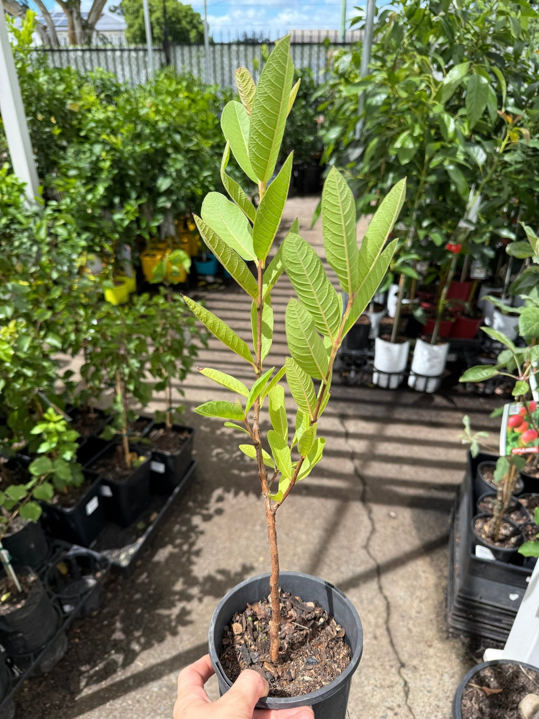 Guava ‘Hawaiian Pink’ - Ladybird Nursery
