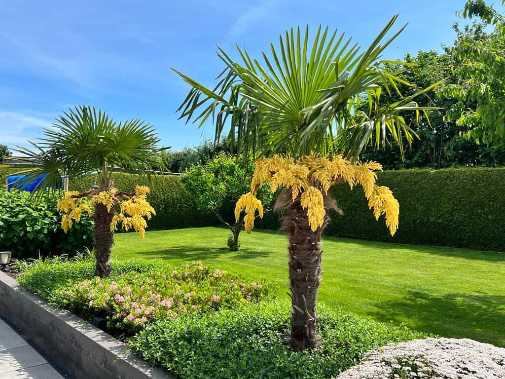 Windmill Palm (Trachycarpus fortunei) - Ladybird Nursery