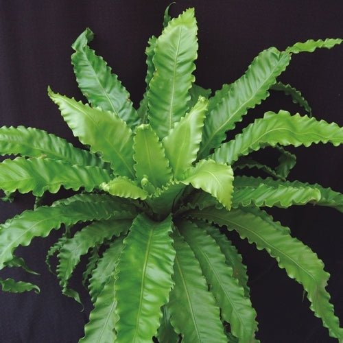 Victoria Bird's Nest Fern (Asplenium Victoria) - Ladybird Nursery