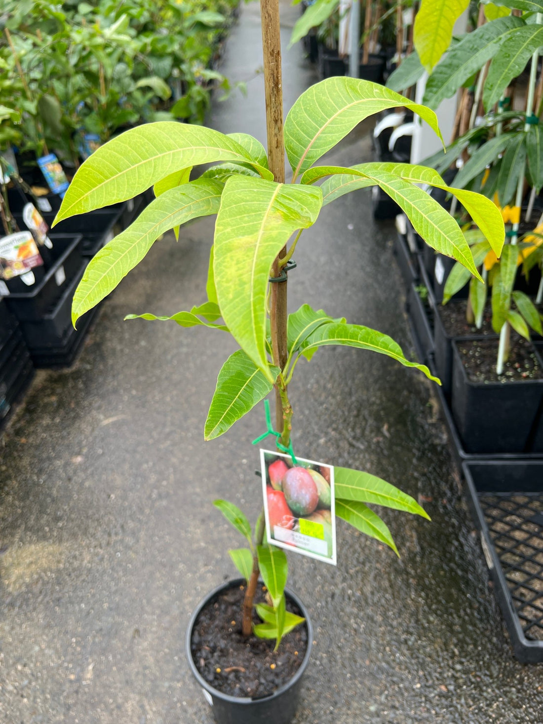 Dwarf Mango 'Palmer' - Ladybird Nursery
