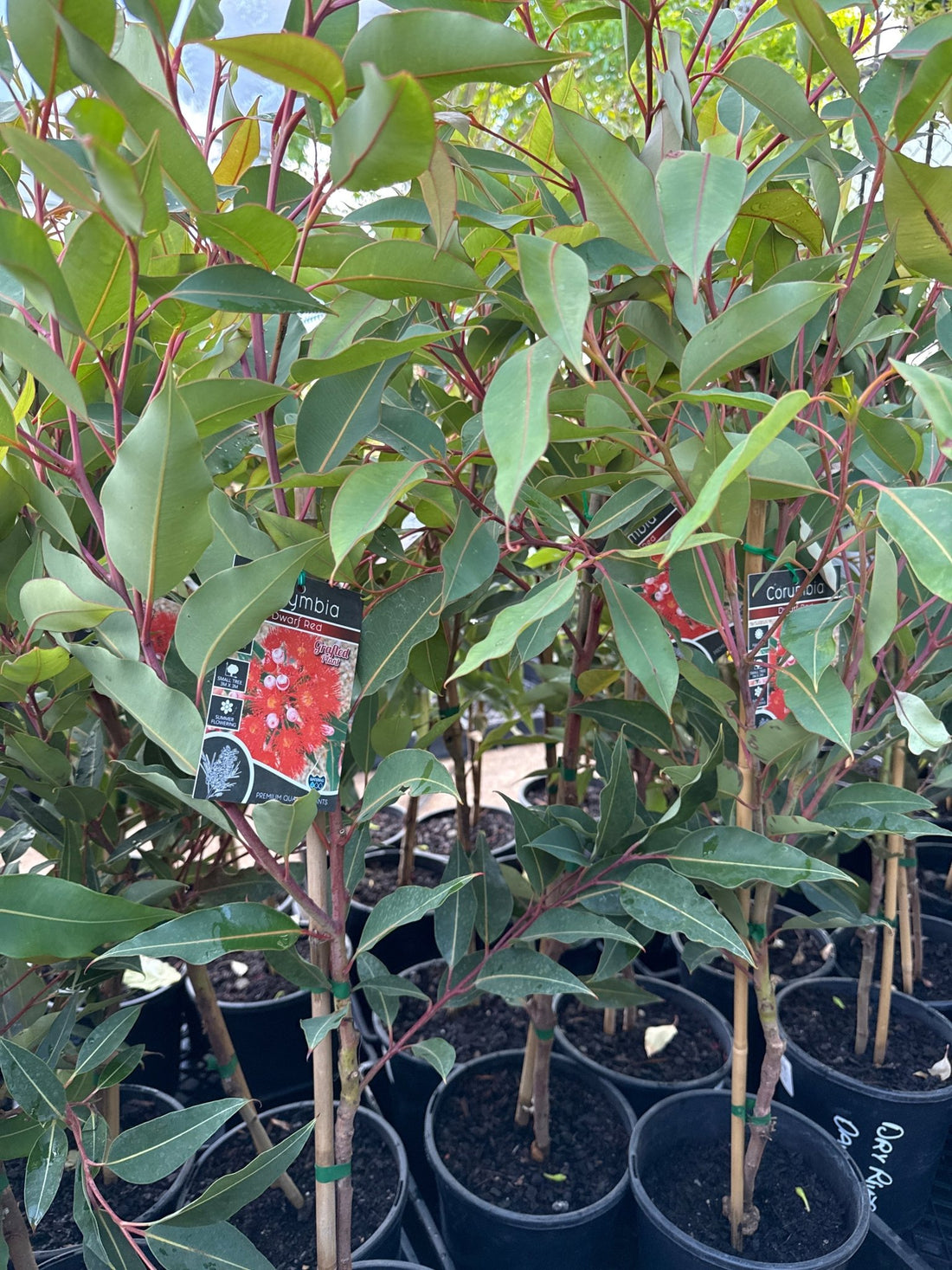 Dwarf Eucalyptus ‘Red’ (Corymbia ficifolia) - Ladybird Nursery