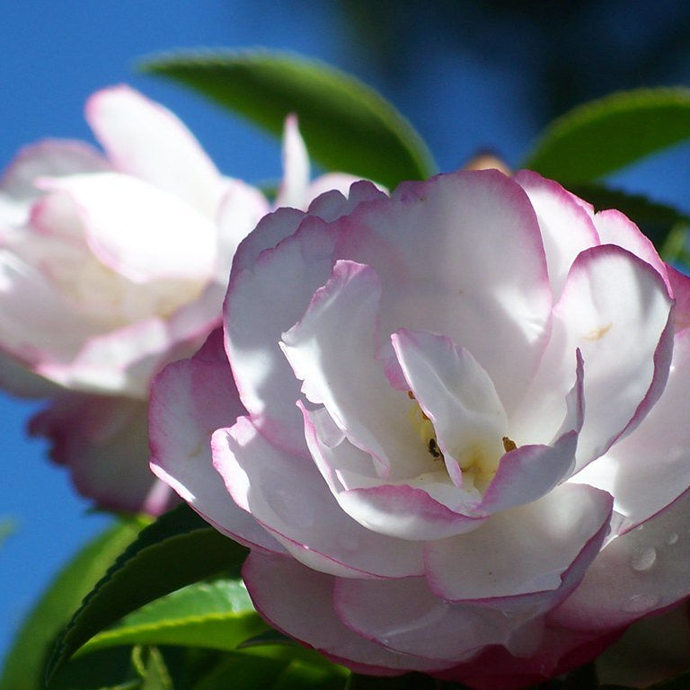 Sasanqua Camellia Paradise Pearl (Camellia sasanqua) - Ladybird Nursery