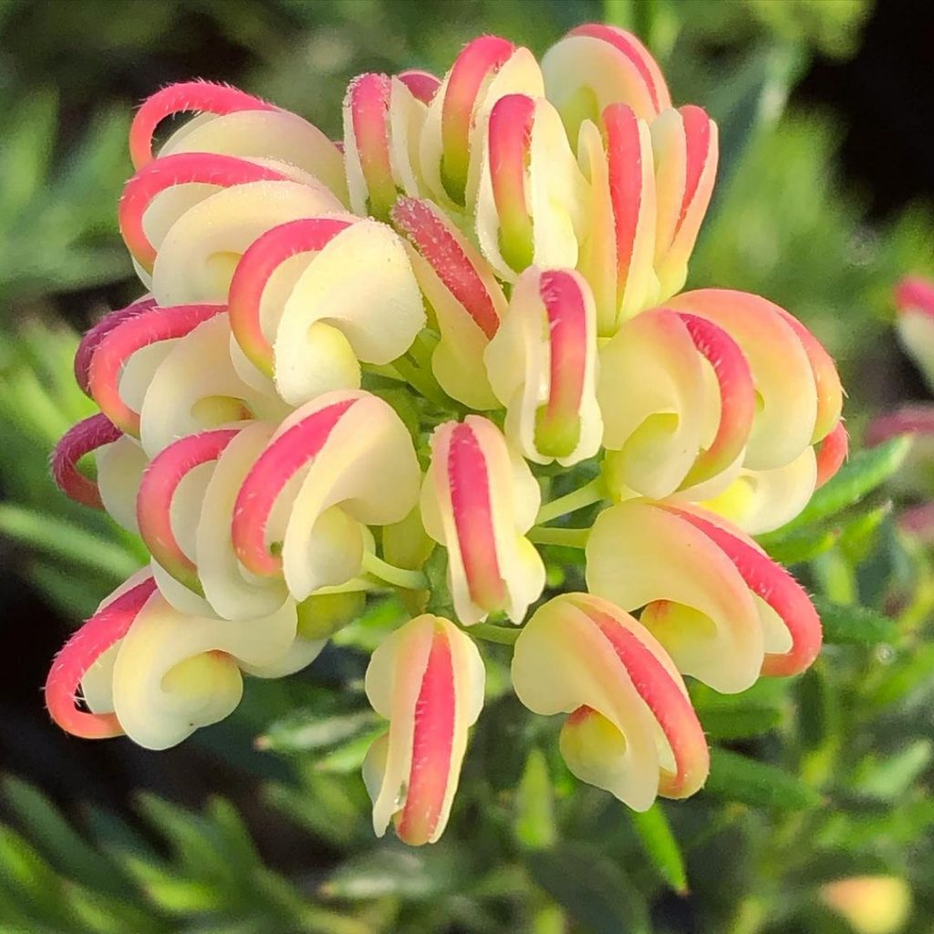 Grevillea Hills Jubilee - Ladybird Nursery