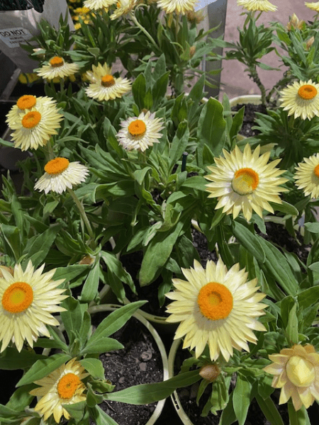 Strawflower Lemon Duchess (Xerochrysum) - Ladybird Nursery