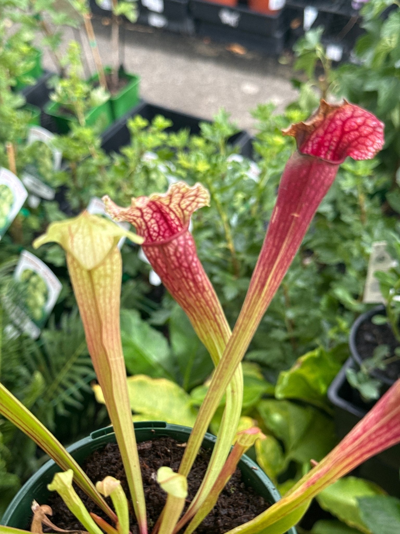 Pitcher Plant ‘Philadelphia’ (Sarracenia) 100mm Pot - Ladybird Nursery