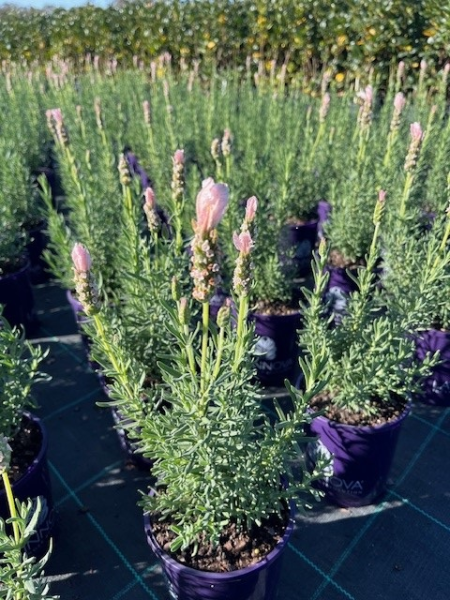 Lavender - Fairy Wings Whimsical (Lavandula pedunculata)