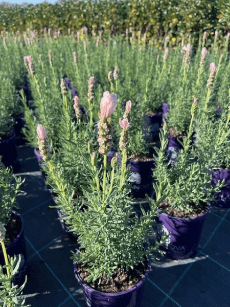Lavender Fairy Wings ‘Whimsical’ (Lavandula pedunculata) - Ladybird Nursery