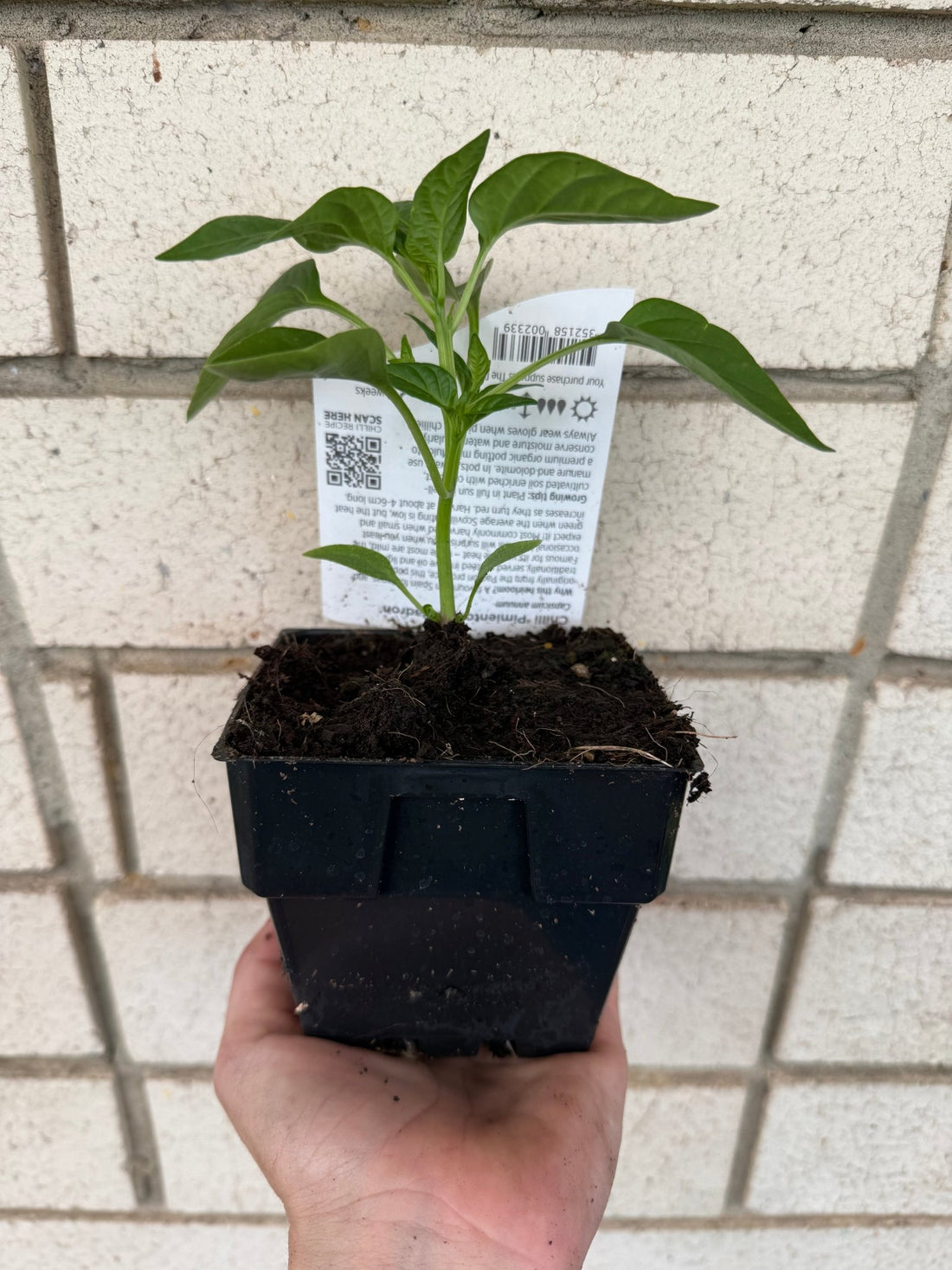 Chilli 'Pimientos De Padron' - Ladybird Nursery