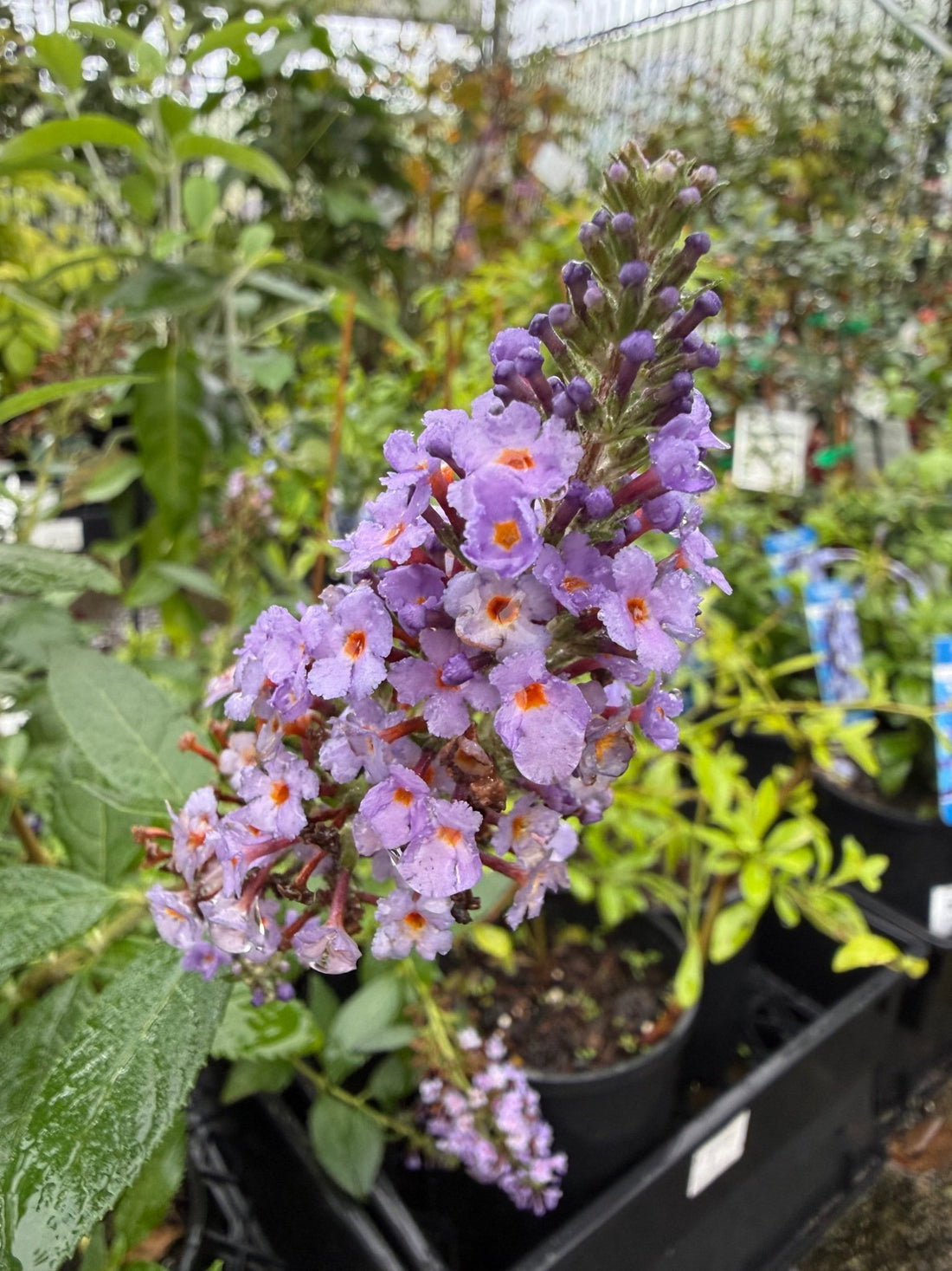Butterfly Bush 'True Blue' (Buddleja davidii) - Ladybird Nursery