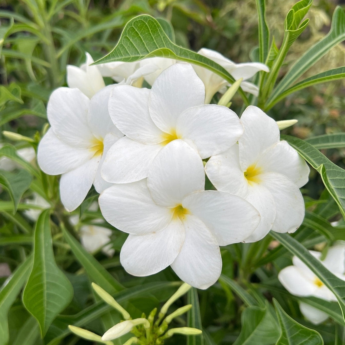 Frangipani Evergreen (Plumeria pudica) 180mm Pot - Ladybird Nursery